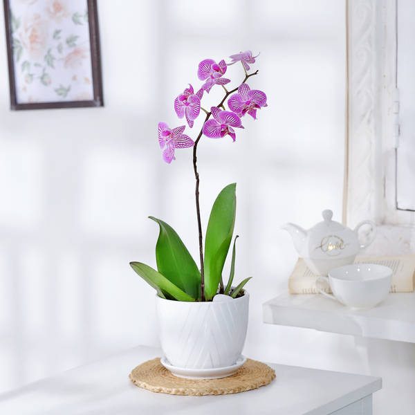 Moth Orchid Plant With Planter And Plate