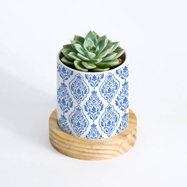 Nature's Treasure - Echeveria Succulent With Pot