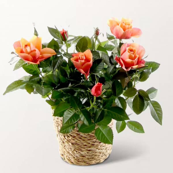 Orange Rose in wicker basket