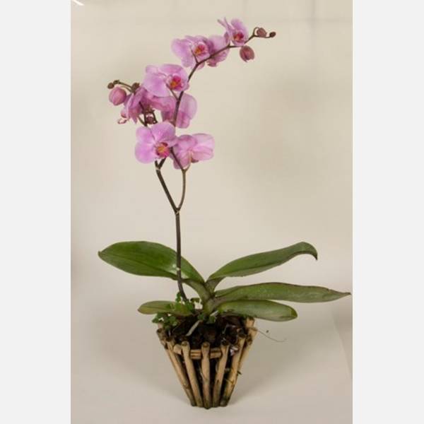 Orchid plant