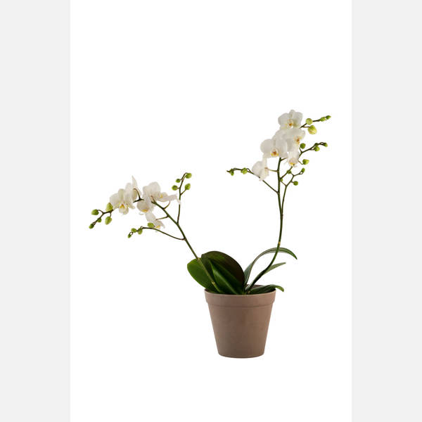 Orchid White 242678