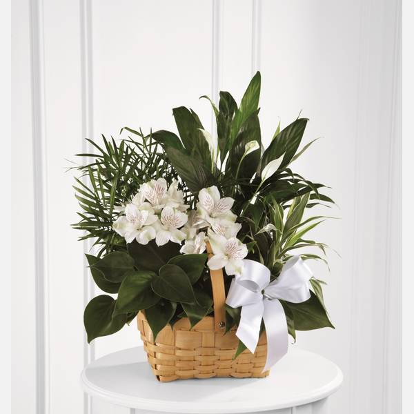 Peace And Serenity Dishgarden