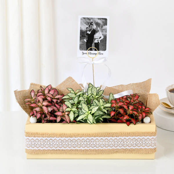 Personalized Fittonia Trio And Fridge Magnet Combo