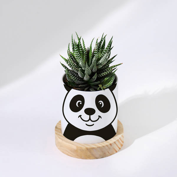 Personalized Panda Ceramic Planter With Haworthia Plant