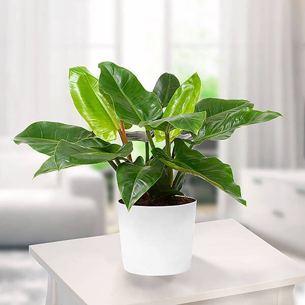Philodendron Imperial Green