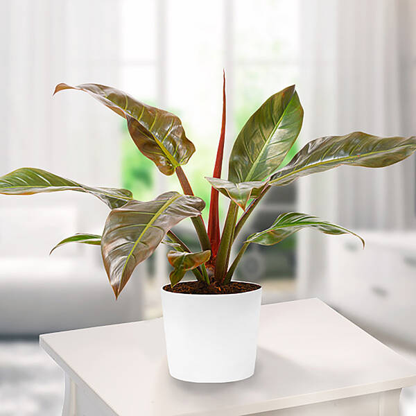 Philodendron Imperial Red