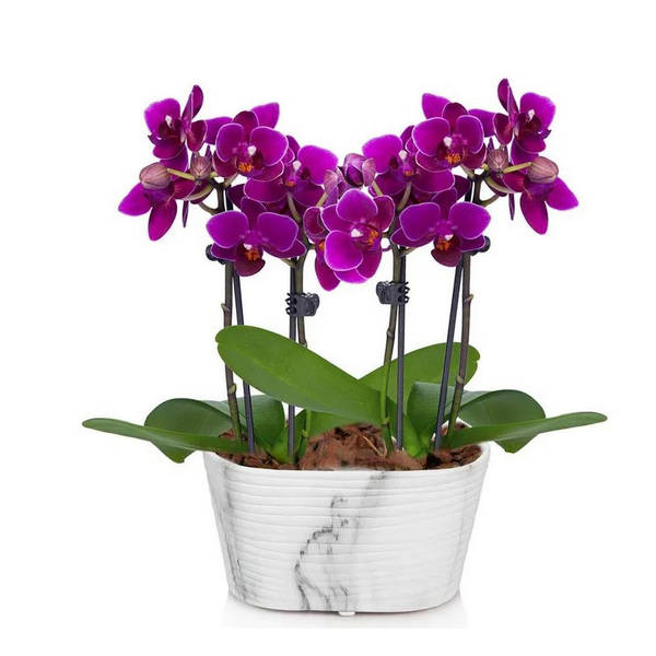 Picturesque Purple Mini Orchid