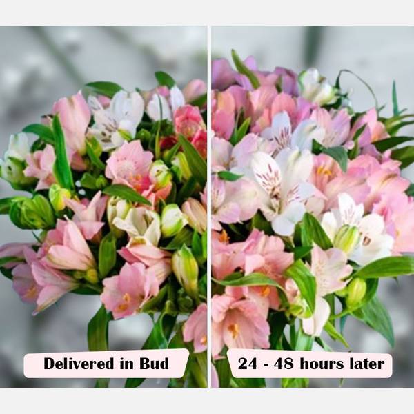 Pink and White Alstroemeria Love Blooms