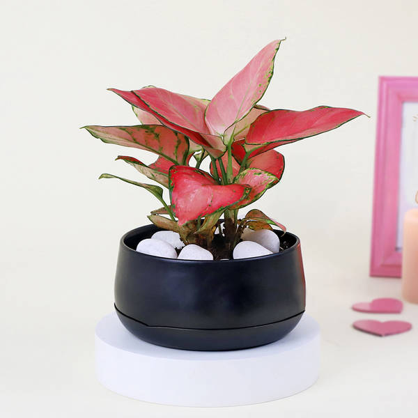 Pink Blush Aglaonema Plant