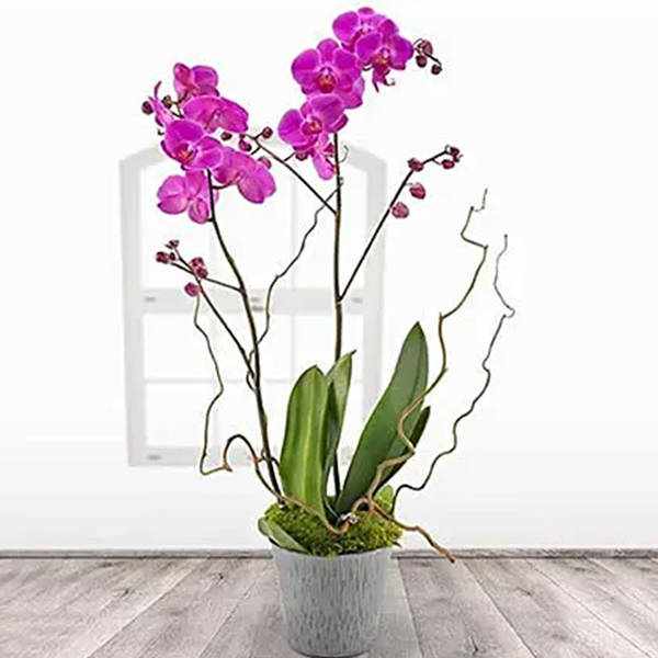 Pink Orchid Plant