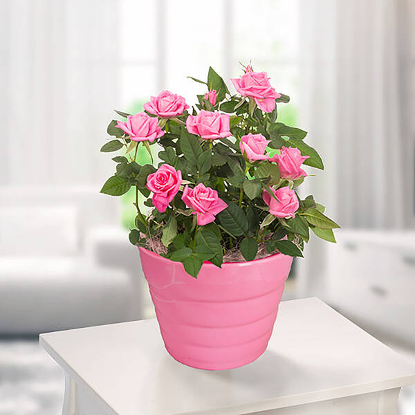 Pink Rose in a pot