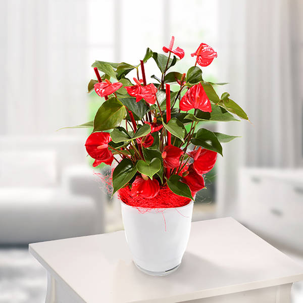 Plant Sumatra-Anthurie