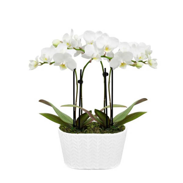Purely Pristine White Orchid Duo
