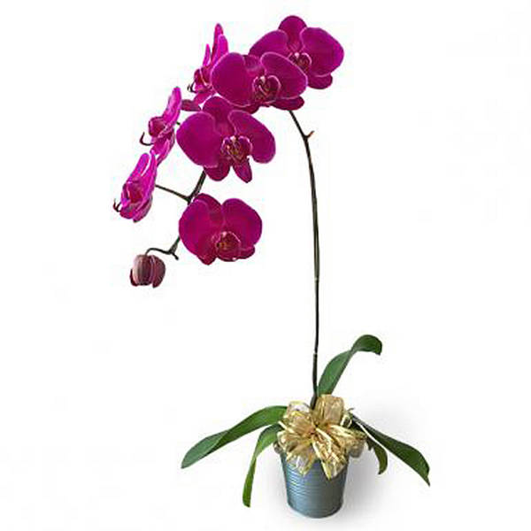 PURPLE PHALAENOPSIS ORCHID - POTTED ORCHID