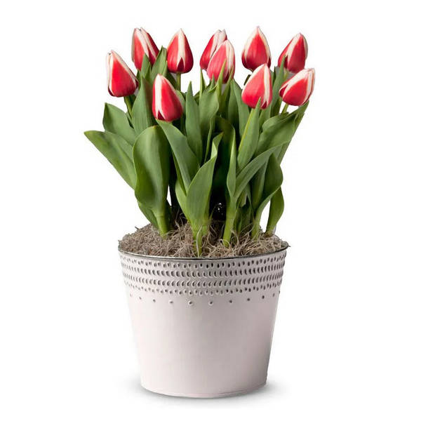 Radiant Red Tulip Bulb Garden