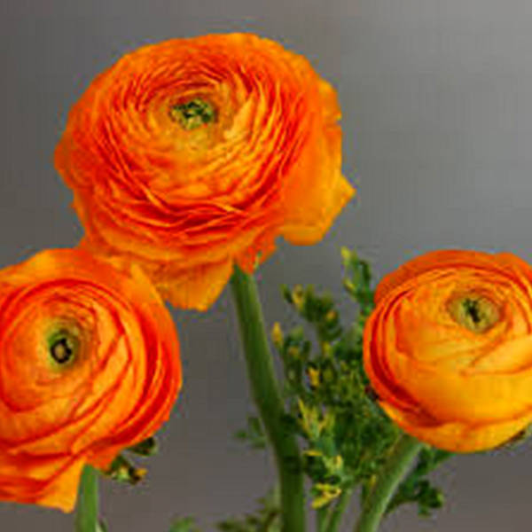 Ranunculus Amandine Orange (Bunch of 10)