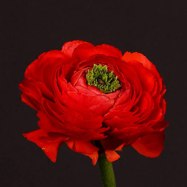 Ranunculus Clooney Tango Red (Bunch of 10)
