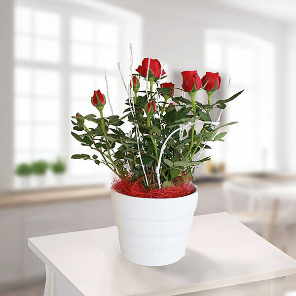 Red Rose in a pot
