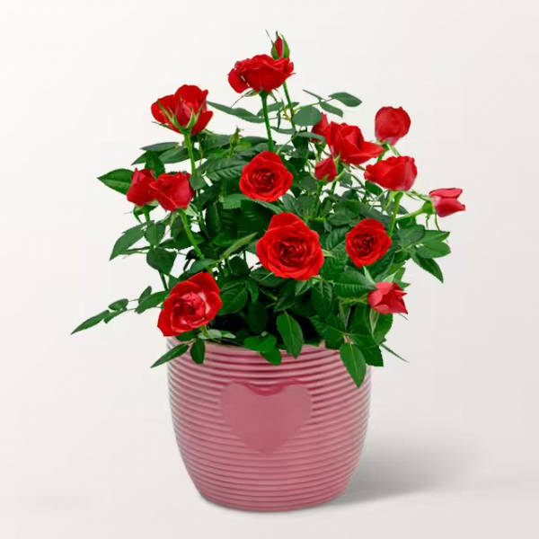 Red Rose in a pot