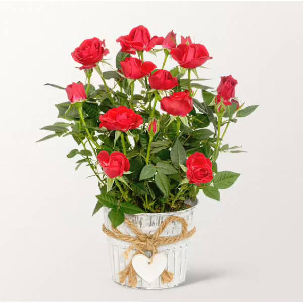 Red Rose in a zinc pot