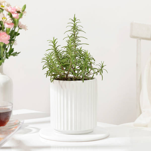 Refreshing Rosemary Plant Gift