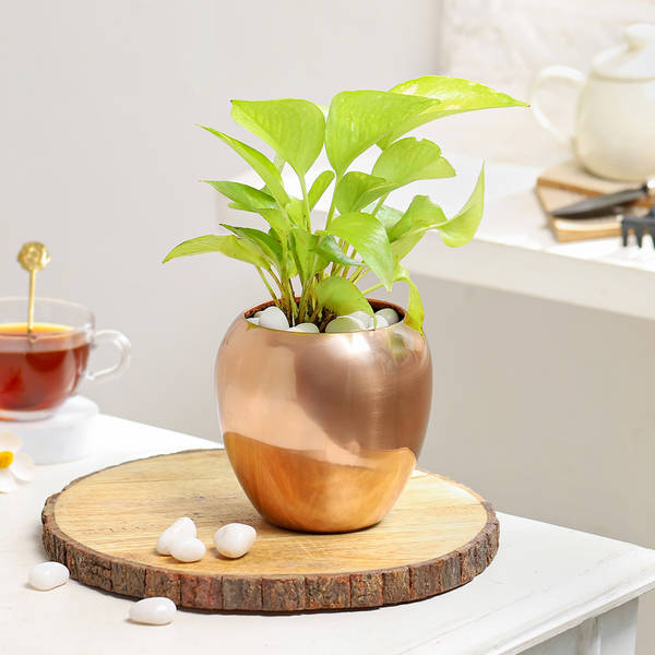 Rose Gold Good Luck Pot