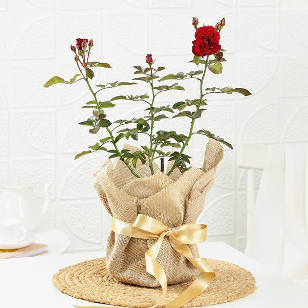 Rose Plant in Jute Wrapping with Planter