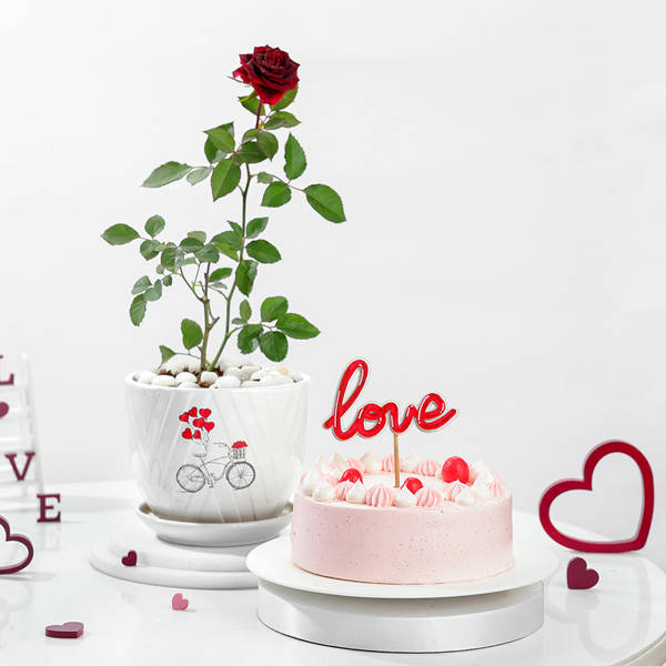 Rose Plant With Jute Wrapped Pot And Ombre Roses Cake