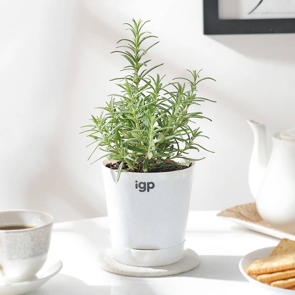 Rosemary With Self-Watering Planter