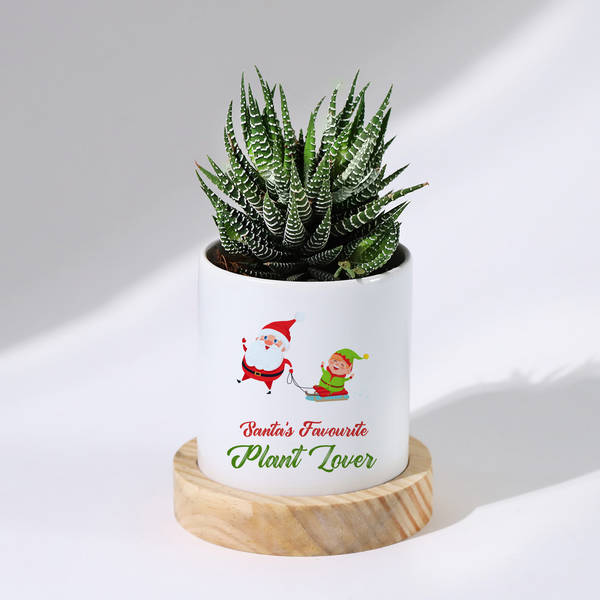 Santa's Favourite - Haworthia Succulent With Pot