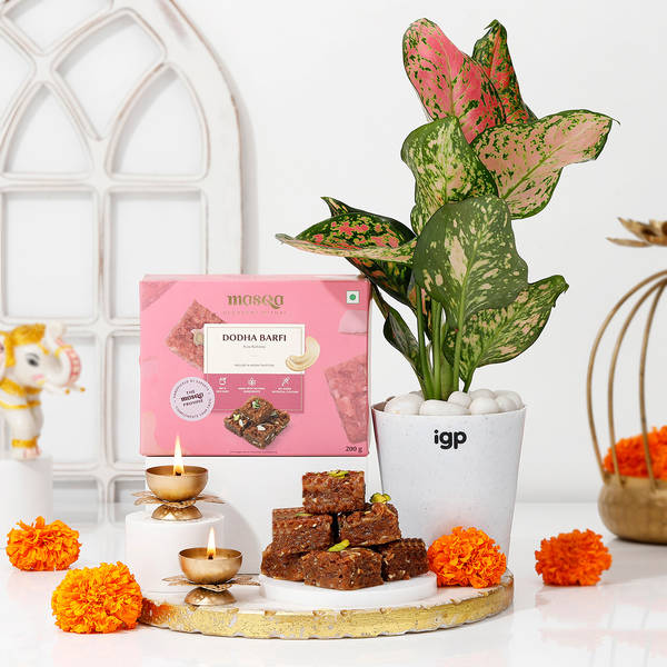 Serene Aglaonema Diwali Hamper