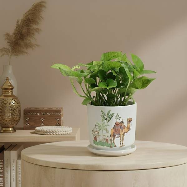 Serene Fortune Money Plant With A Camel Planter