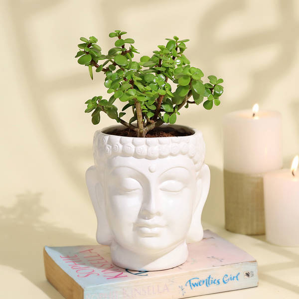 Serene Jade Plant in a  Buddha Planter