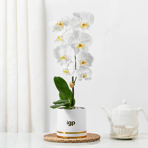 Serene White Orchid In Minimal Box