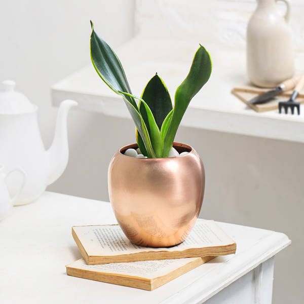 Snake Plant in Copper Planter