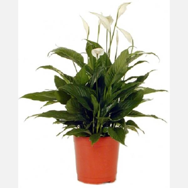 Spathiphyllum