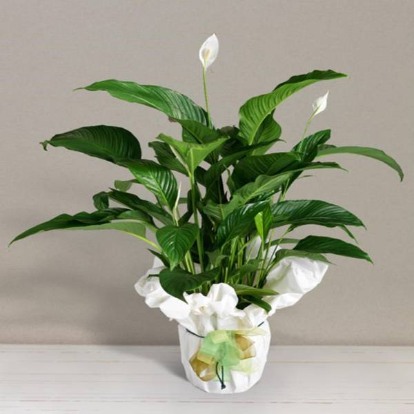 Spathiphyllum