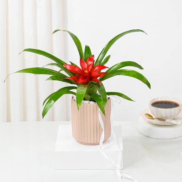 Striking Red Guzmania Planter