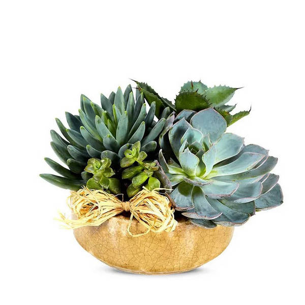 Succulent Dish Garden