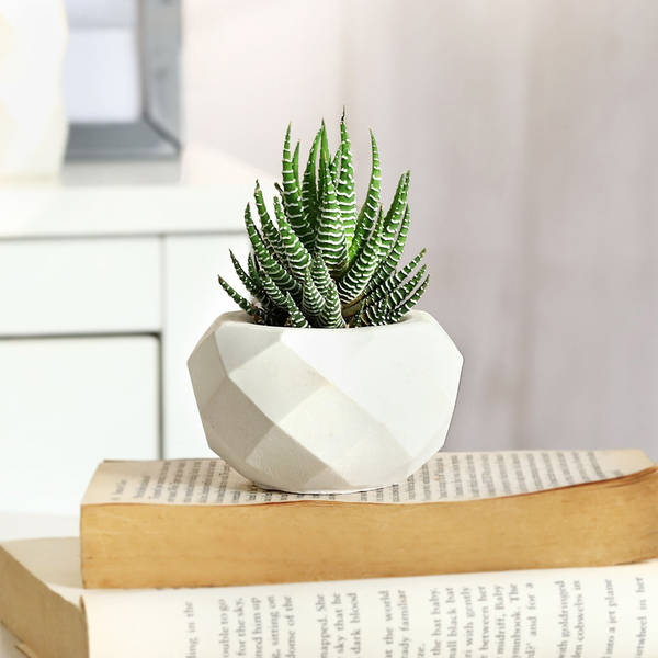 The Lovely Haworthia in a cute vase