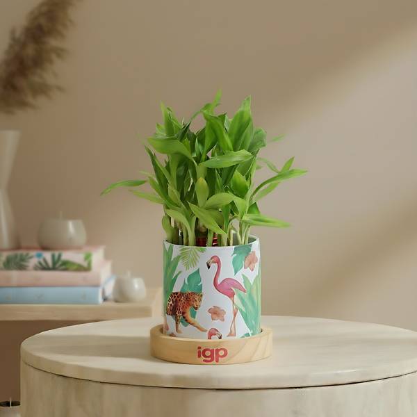Tranquil Harmony Bamboo Plant With Ceramic Planter