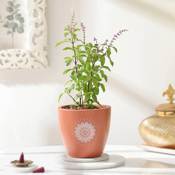 Tulsi Plant And Om Terracotta Planter