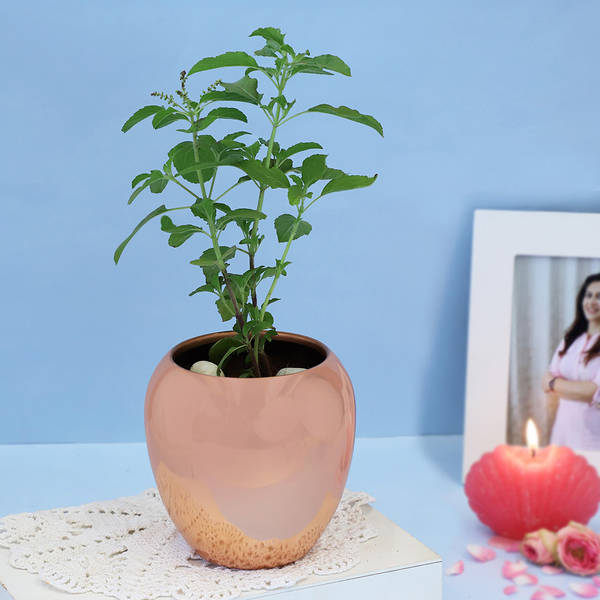 Tulsi Plant in a Copper Planter