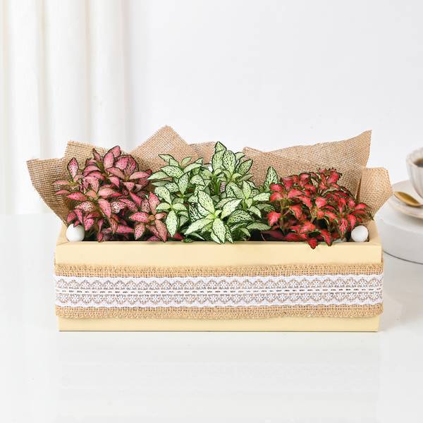 Vibrant Fittonia Tray Garden