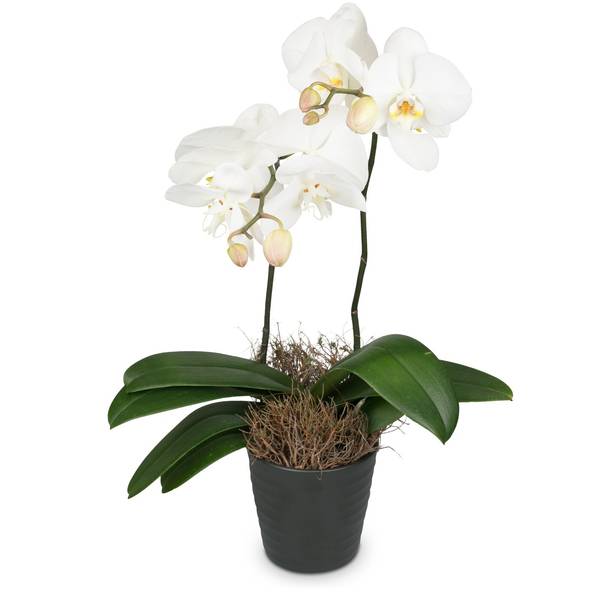 White Orchid Phalaenopsis