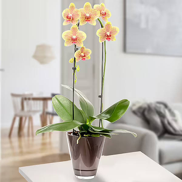 Yellow orchid in pot