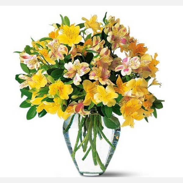 Yellow Sunshine Alstromeria