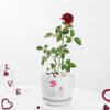 Blooming Love Rose Plant
