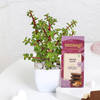 Jade Plant With Pot And Chocolate