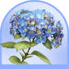 Blue Flowers
